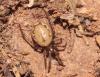 Enoplognatha sp.